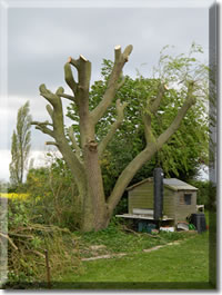 Tree surgery for Stamford, Bourne, Grantham, Market Deeping, Oakham