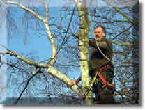 arborist at work in Oakham